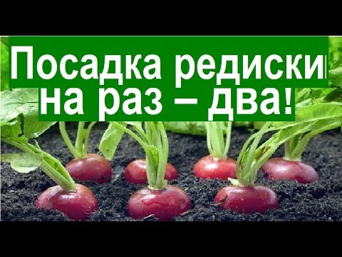 Video: Hur man planterar morötter i öppen mark med frön