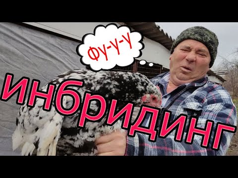 Видео: Инбридингът причини ли сини очи?