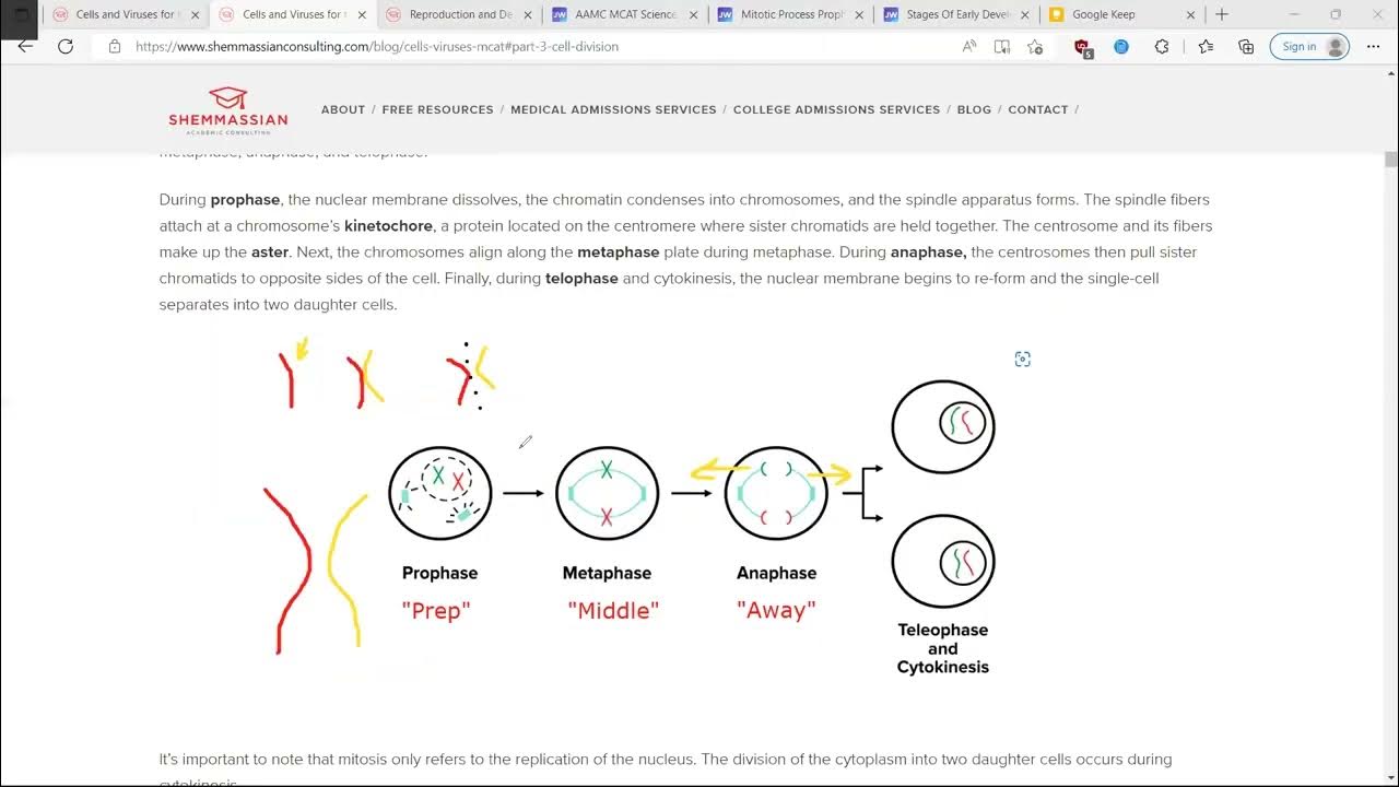 mcat-review-2c-processes-of-cell-division-differentiation-and