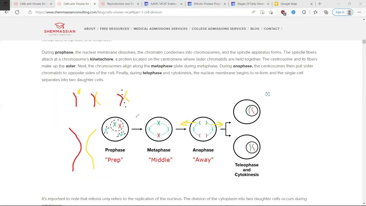 MCAT Review 2C Processes Of Cell Division Differentiation And MCAT Review 2C Processes Of Cell Division Differentiation And