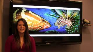 The Lionfish Invasion