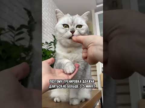 Как научить кота команде «дай лапу» #shorts #кот