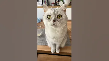 Как научить кота команде «дай лапу» #shorts #кот