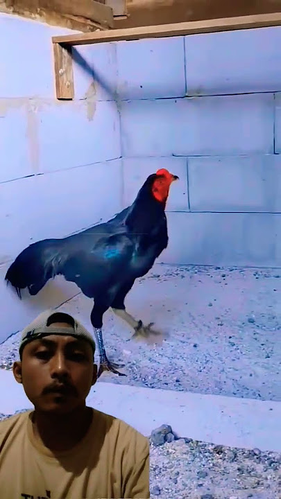 trah black bull emang mantul #ayampakhoy #blackbull #ayamberkualitas #rooster