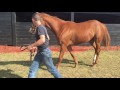 Kentucky bred thoroughbred filly in race training for sale