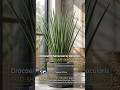 snacks plant #airpurifier #reels #shortvideo #greenrooftop #pots #garden #gardening #shorts