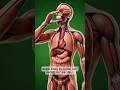 What Happens Inside Your Body When You Eat an Egg? #health3d #facts #egg
