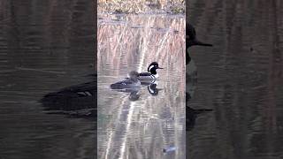 Hooded Merganser Pair (15 April 2023)