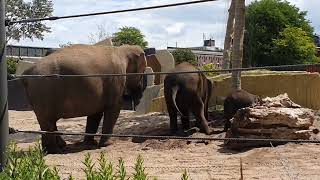 Download Lagu Cute baby elephant in Artis ❤️ MP3