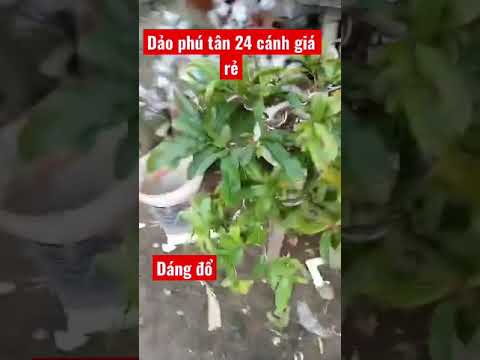 Video Dảo phú tân 24 cánh ????dáng thác đổ …. Giá siêu... - youtube