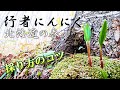 【行者にんにく】美味しい季節到来!収穫のコツ。