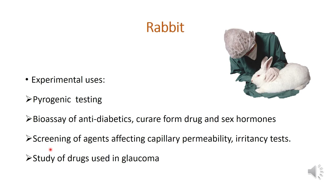 Study of Common laboratory Animals YouTube