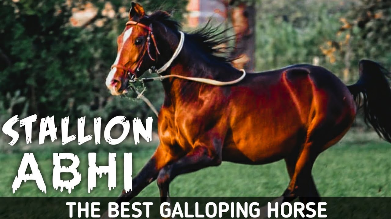 ABHI - The Best Kathiyawadi Galloping Horse | Ashwa Kiran