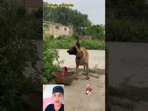 كلب ينقذ صديقته من الحرامي أذكي كلب مالينوا في العالم Shorts Funny Shorts Dogs Dog Fypシ Fyp