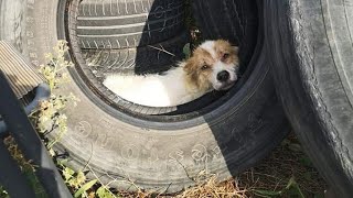 Mutilated dog, abandoned like trash, finally finds love - YouTube