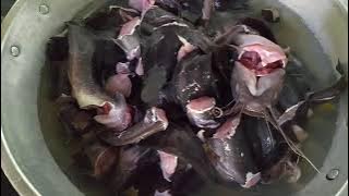 Gurihnya ikan lele lembat yang baru dapat bubu dan langsung dimasak ala tradisional