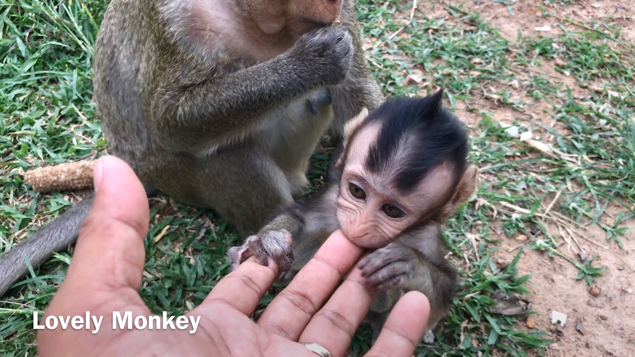 AWW! Lucky Day Never Closely Baby Monkey Copper | How Cute and Adorable Baby Monkey Copper.