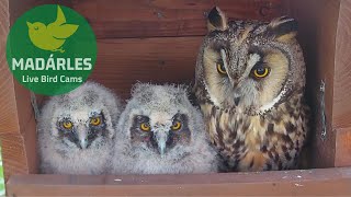 Longeared Owl breeding in 2022 at Tiszavasvári, Hungary
