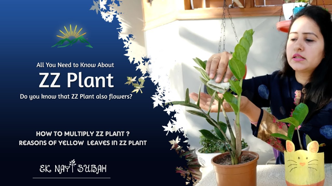 ZZ Plant Care Tips How to Multiply ZZ Plant Reasons of Yellow Leaves
