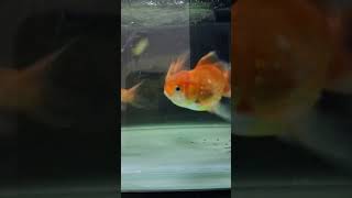 ORANDA FISH ? | GOLDFISH shorts