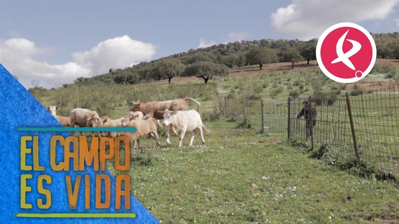 Momento de tensión destetando chotos | El campo es vida