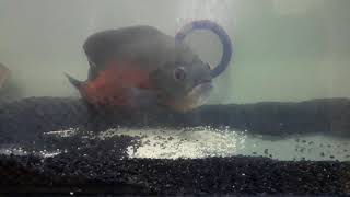 ASTRONOT BALIĞI YAVRULARI (OSCAR FISH BABY)
