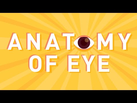 Anatomy of Eye