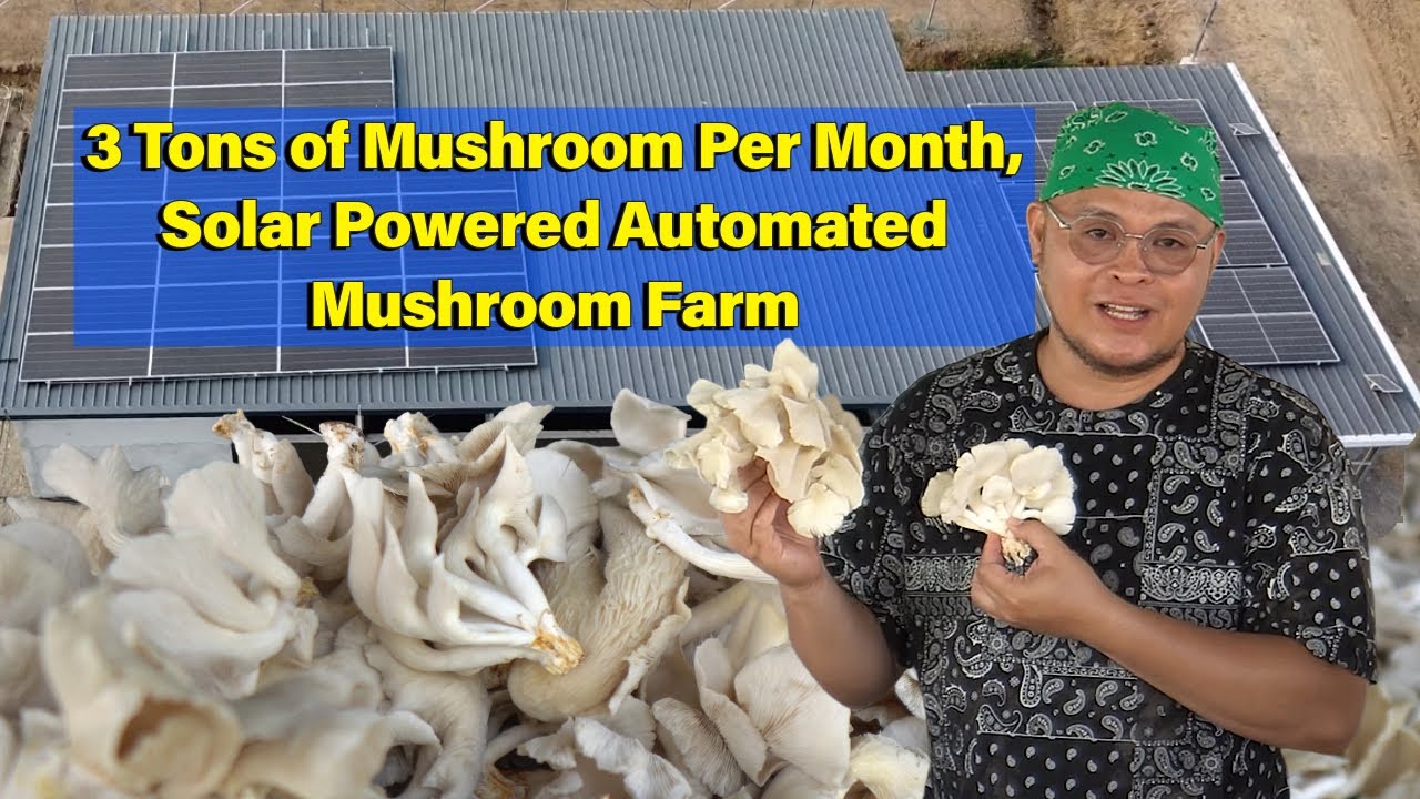 3 Tons of Mushroom Per Month, Solar Powered Automated Mushroom Farm