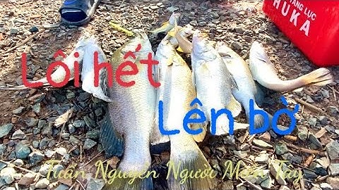 Một chuyến đi câu ở cù lao Tân Phú đông # lôi hết bầy cá chẻm, cá chét lên bờ .