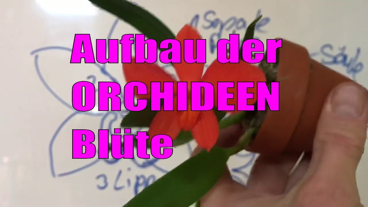 Phalaenopsis-Blüte erklärt: Sepalen, Lippe, Säule und Pollinien