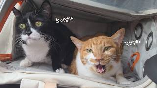다음다뇨가 심해지고 체중 감소가 심해서 병원에 다녀왔어요