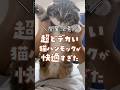 超デカい猫ハンモックが快適すぎて猫がこうなりました… #猫 #猫用品 #キャットタワー