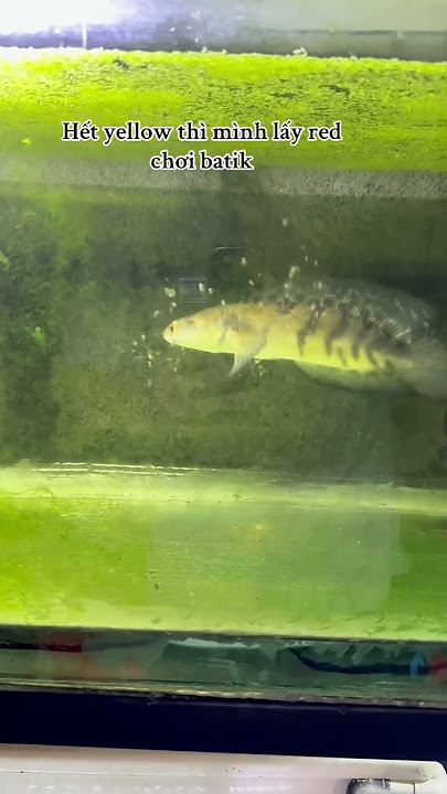 https://vt.tiktok.com/ZSSFeqJFF/ #cabaymau #guppy #aquarium #channa #caloc #caloccanh #calocvayrong