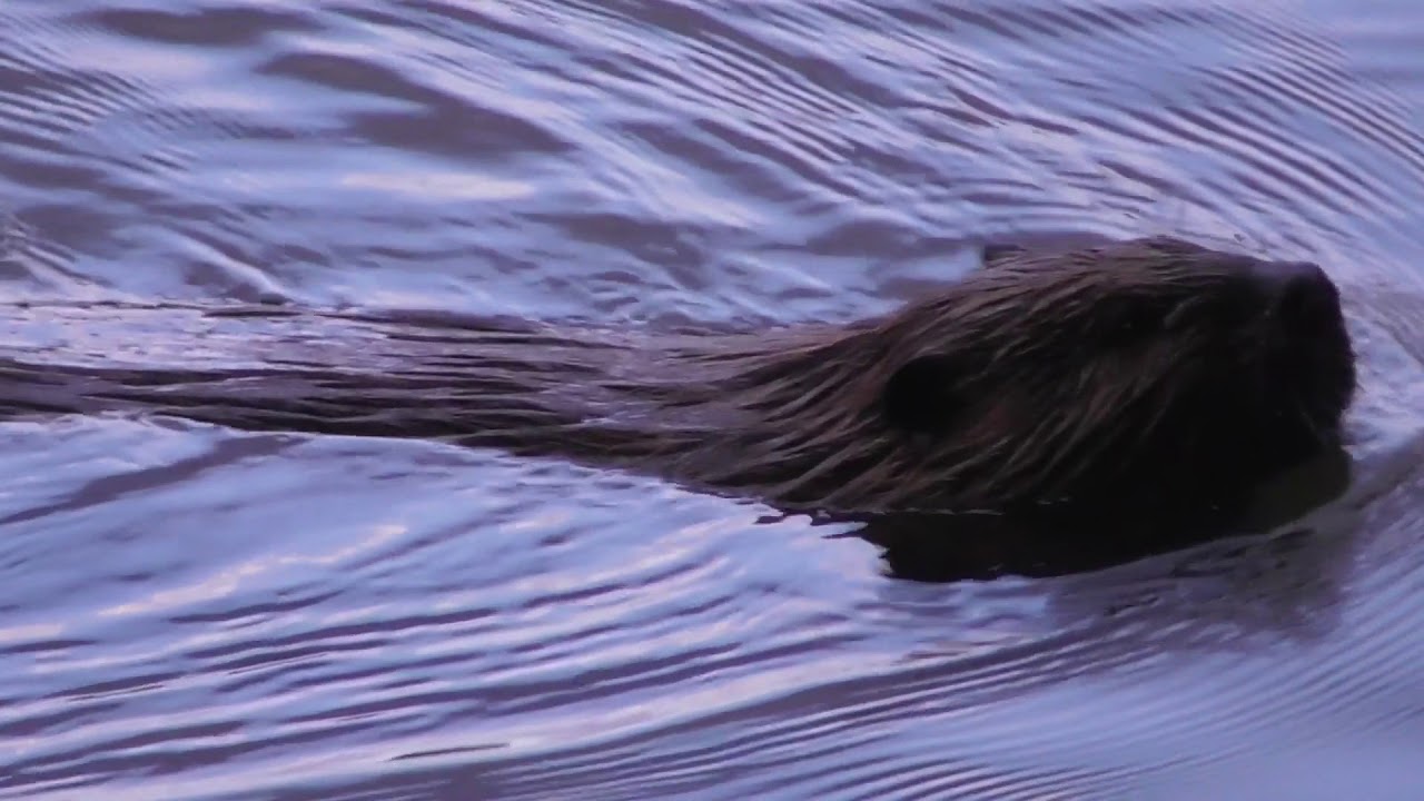 Beaver Tail Splash YouTube