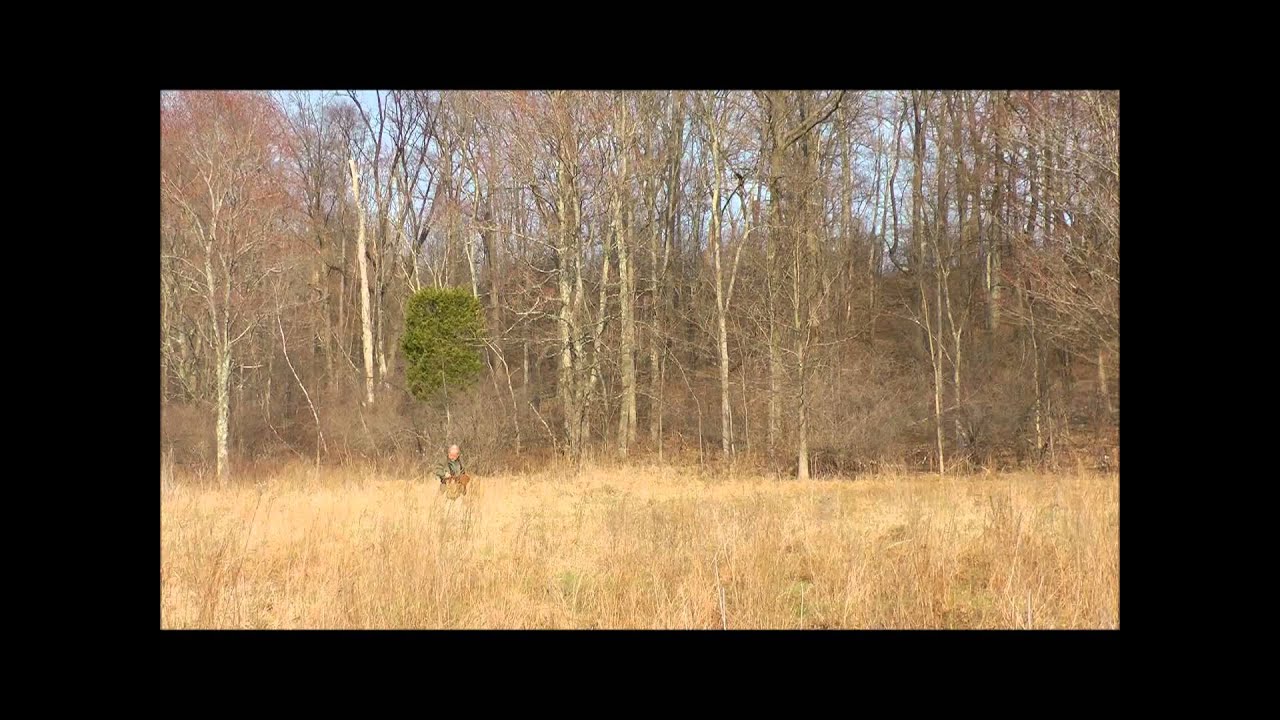 The African Hawk Eagle (Aquila spilogastra) catching pheasant