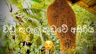 වඩ කරල කඩව Wadu Kurulu Kuduwa