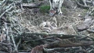 Loch of the Lowes 2016 - all three chicks feeding