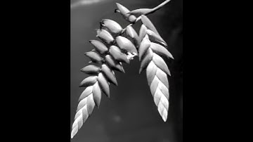 Tropical Plant Motion Graphic With Parallax Effect FREE Download 🌿 Link In Bio