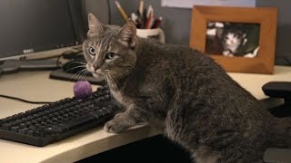 Wait, Wait…Don't Show Me!