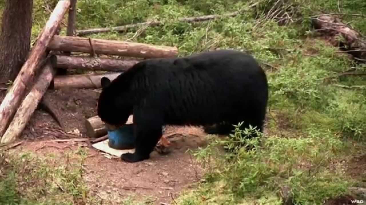 Hunting Black Bear with Bow in Ontario YouTube