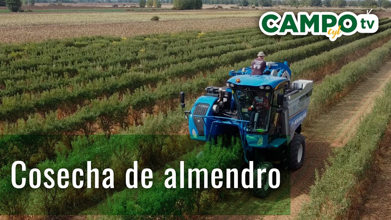 Cosecha de almendro | Rueda y San Cebrián de Campos
