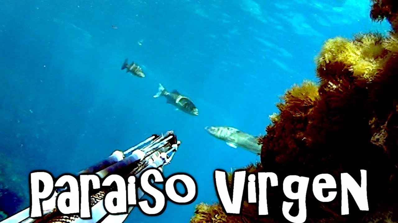 spearfishing world PESCA SUBMARINA, PARAÍSO VIRGEN, 0-5m no apto para principiantes...XD