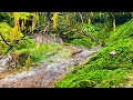 432Hz Forest Sanctuary — Luxury Healing Soundscape for Deep Rest & Meditation (1 Hour)