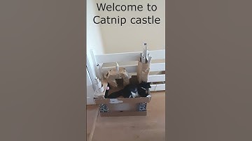 😻🏰🐾🐈‍⬛Catnip castle bliss - 😻🐈‍⬛ Mr. Darcy, handsome tuxedo cat #Shorts