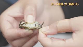 釣りエサの針への付け方　カニ