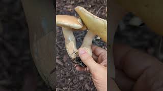 Mystery Bolete #2 - Boletus Clade, White Pores, White Reticulated Stem, Light Color Cap, under Oak