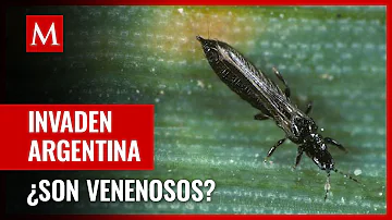 ¿Qué son los bichitos negros que pican?