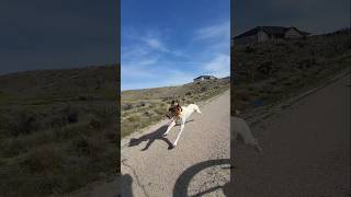 Spring conditioning #birddog #uplandhunting #dogman #germanshorthairedpointer