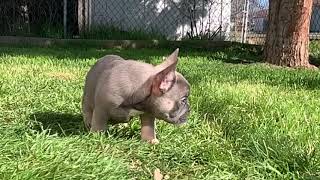 PuppyFinder.com : Bolt