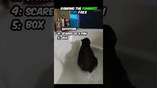 Ranking Top 5 Cat Fails that you would think are Fake 😱